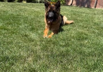 Long Haired German Shepherd (A.K.C)