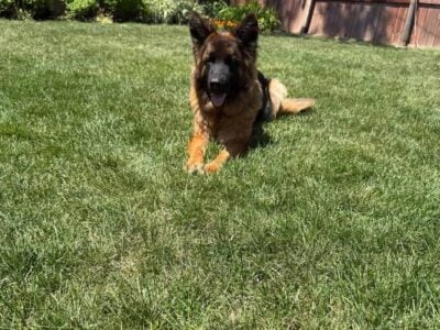Long Haired German Shepherd (A.K.C)