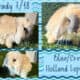 Holland Lop Rabbits