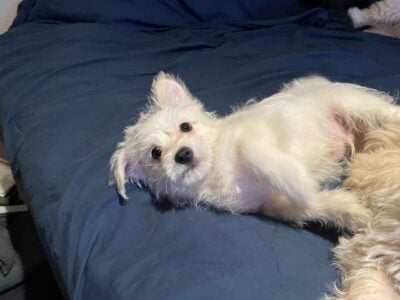 Yorkiepoo maltipoo mix