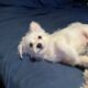 Yorkiepoo maltipoo mix