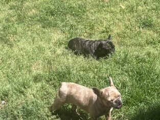 Puppy for sale Frenchie Merle
