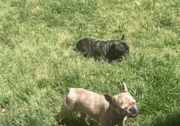 Puppy for sale Frenchie Merle