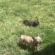 Puppy for sale Frenchie Merle