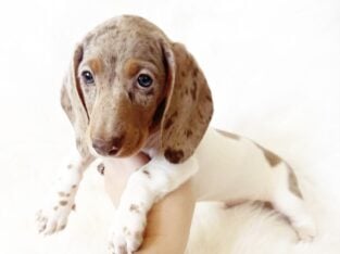 AKC WOODY – MINI DACHSHUND