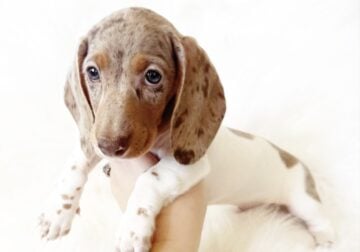AKC WOODY – MINI DACHSHUND