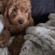 ANNIE Female F1B Toy Goldendoodle puppy