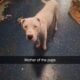 Pitbull Puppies for Sale