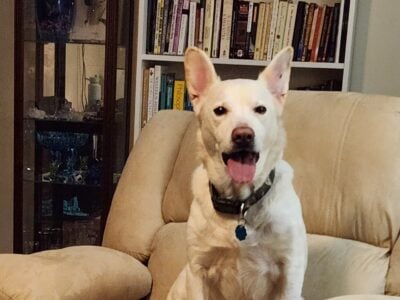 Mixed breed neutered male
