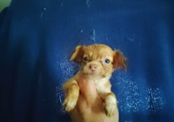 Fluffy brown white female Chihuahua puppy