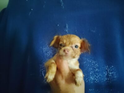 Fluffy brown white female Chihuahua puppy