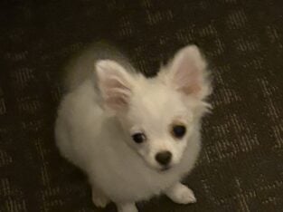 4 month puppie