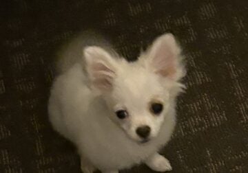 4 month puppie