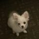 4 month puppie