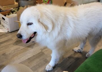 Adult Female Great Pyr for adoption