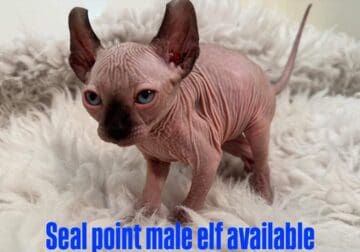 Sphynx kittens
