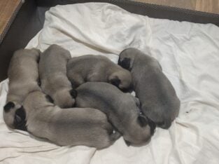 Silver Fawn Pug puppies
