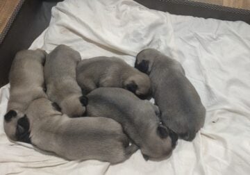 Silver Fawn Pug puppies