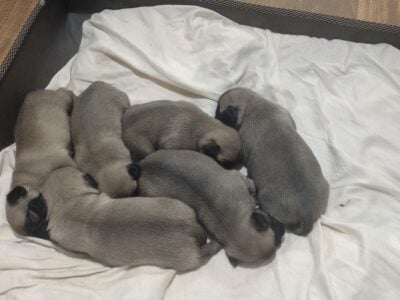 Silver Fawn Pug puppies