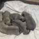 Silver Fawn Pug puppies