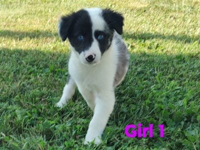 AKC Border Collie Puppies