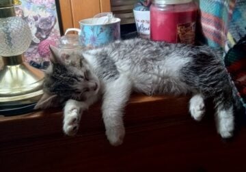 Maine Coon Mix Kittens need good Homes