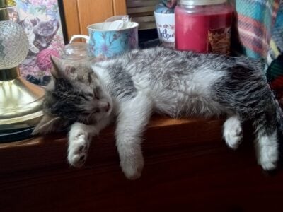 Maine Coon Mix Kittens need good Homes