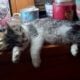 Maine Coon Mix Kittens need good Homes
