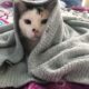 White Cat to Rehome