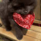 Akc Show Quality Boy Pomeranian