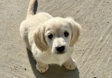 AKC Cream Miniature Dachshunds