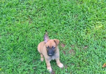 German Shepard Belgian Malinois Puppies