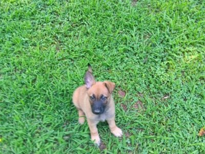 German Shepard Belgian Malinois Puppies