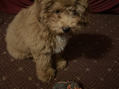 Small puppy F1B Shihpoo