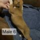 AKC Boxer Puppies for sale