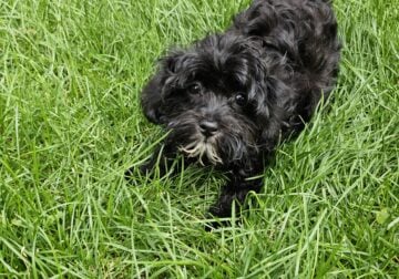 Adorable TOY Shih-Poo Teddy Puppies READY NOW