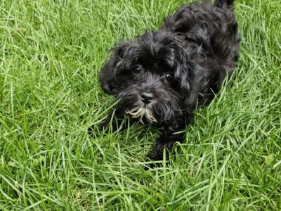 Adorable TOY Shih-Poo Teddy Puppies READY NOW