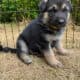 German Shepherd/Husky Puppies