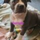 Pitbull puppies