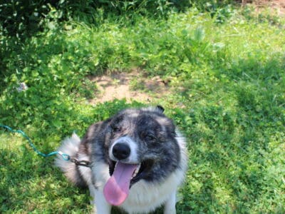 Border Collie mix for sale