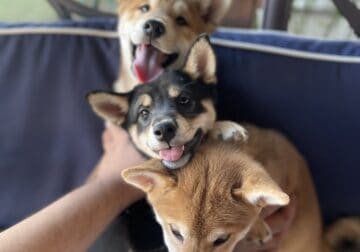 AKC Reg. Shiba Inu Puppies