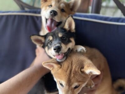 AKC Reg. Shiba Inu Puppies