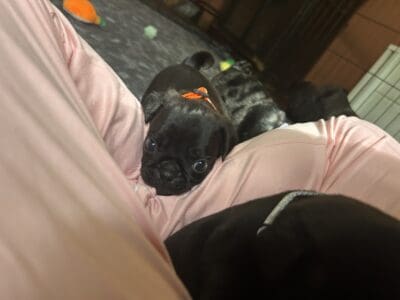 Teddy the Frug