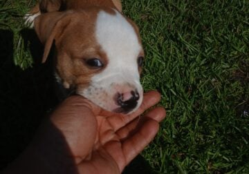 American pittbull boxer pups