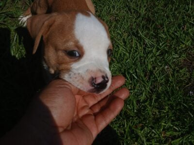 American pittbull boxer pups