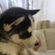 Husky with different colored eyes