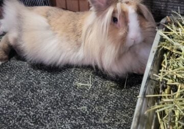 BLUE EYES LIONHEADS FEMALES