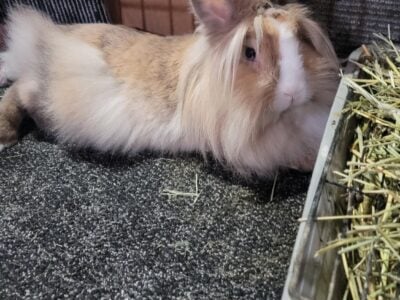 BLUE EYES LIONHEADS FEMALES