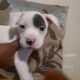 Bully XL