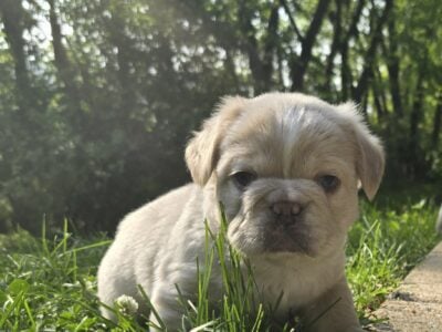 Handsome Male Fluffy Frenchie